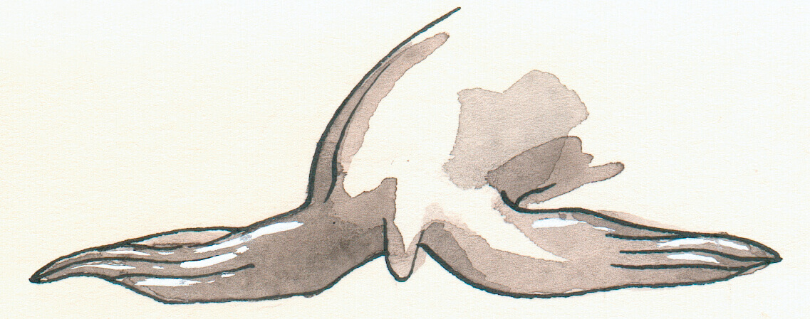 Californische-zeeleeuw