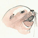 Californische-zeeleeuw