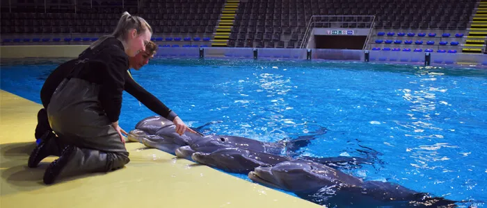 Dichter bij Dolfijnen