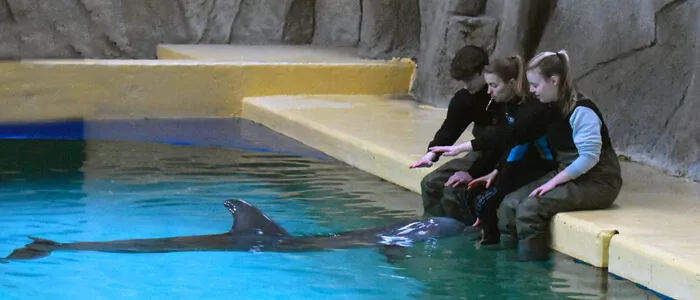 Dichter bij Dolfijnen