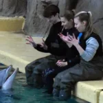 Dichter bij Dolfijnen