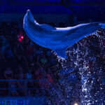 Dolfijnenvoorstelling