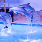 Dolfijnenvoorstelling