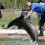 Zeehondenpresentatie