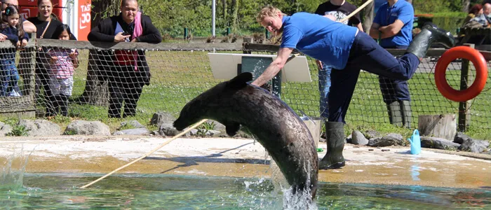 Zeehondenpresentatie