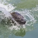 Zeehondenpresentatie