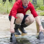 Zeehondenpresentatie