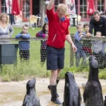 Zeehondenpresentatie