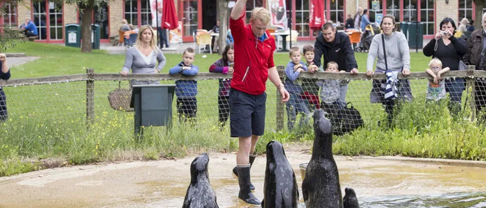 Zeehondenpresentatie