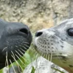 Zeehondenpresentatie