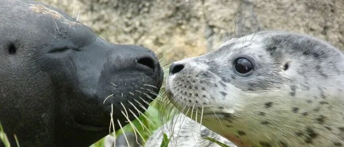 Zeehondenpresentatie