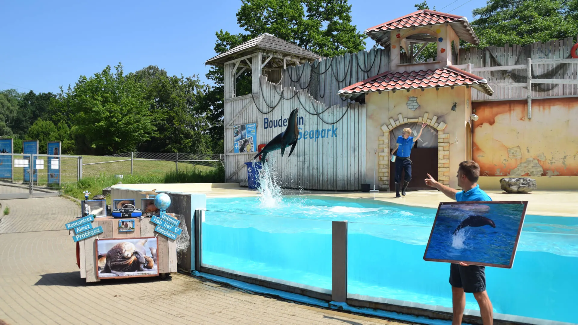 Zeeleeuwenvoorstelling