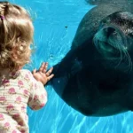 Zeeleeuwenvoorstelling