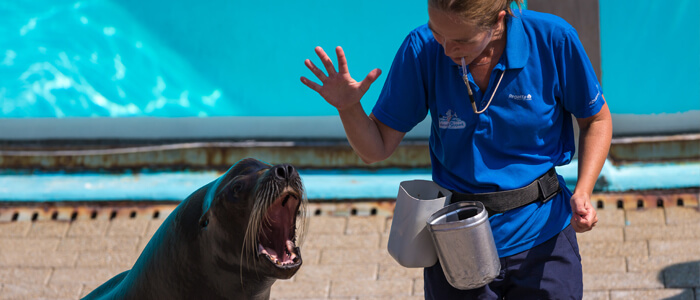 Zeeleeuwenvoorstelling