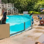 Zeeleeuwenvoorstelling