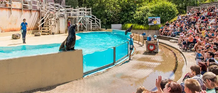 Zeeleeuwenvoorstelling