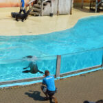 Zeeleeuwenvoorstelling