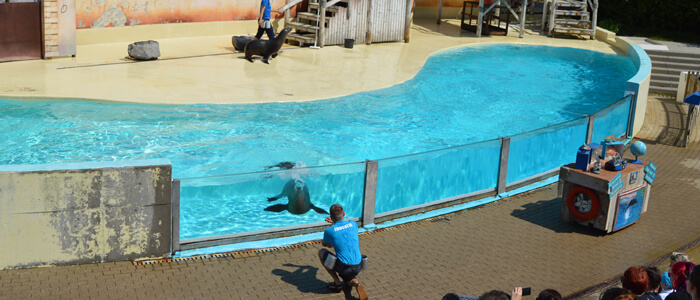 Zeeleeuwenvoorstelling