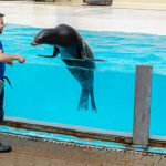 Zeeleeuwenvoorstelling