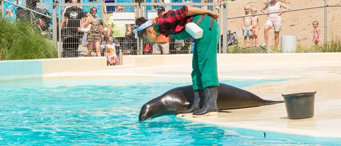 Zeeleeuwenvoorstelling