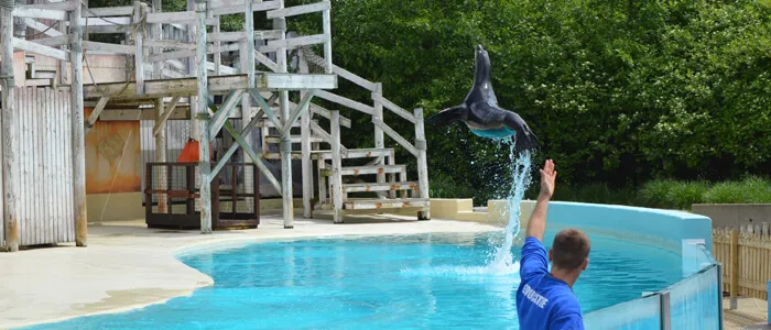 Zeeleeuwenvoorstelling