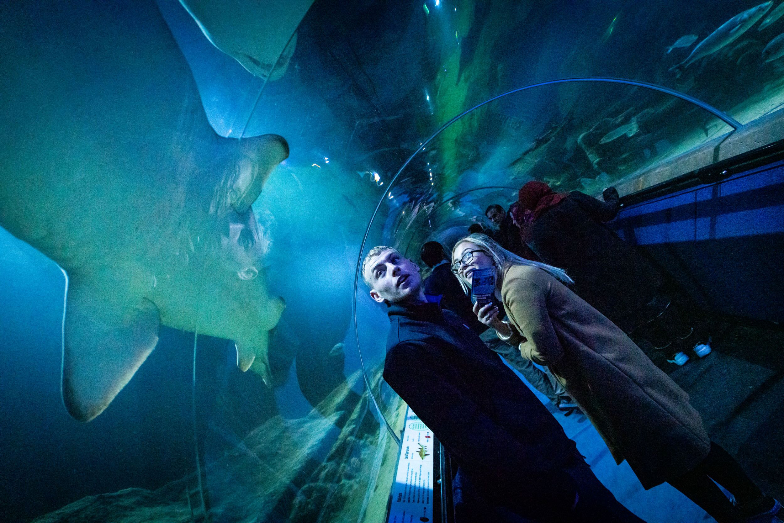 The Ultimate Underwater Date Competition Deep Sea World