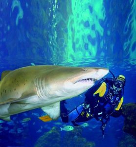 Swimming with Sharks at Deep Sea World