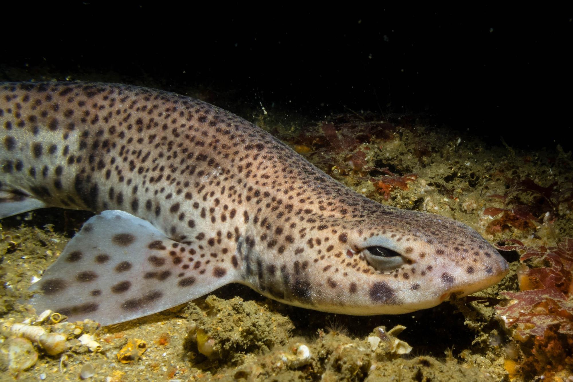 Lesser Spotted Catshark Animals Discover Deep Sea World