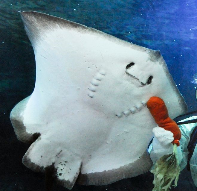 Common Stingray Animals Discover Deep Sea World