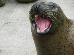 5 Facts You Didn't Know About Seals