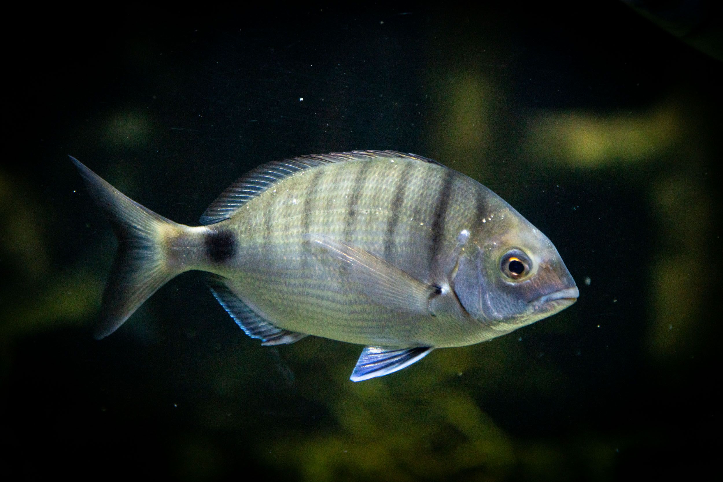 white-sea-bream-animals-discover-deep-sea-world