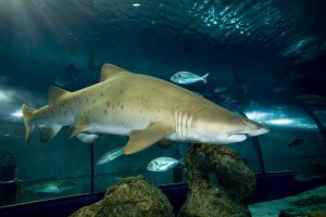 Shark Week at Deep Sea World