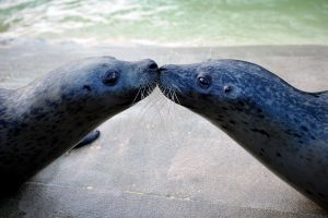 A Fishy Love Story: Courtship in Marine Animals