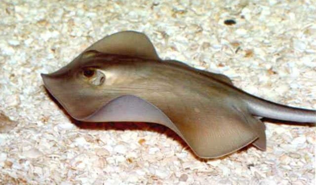 Common Stingray