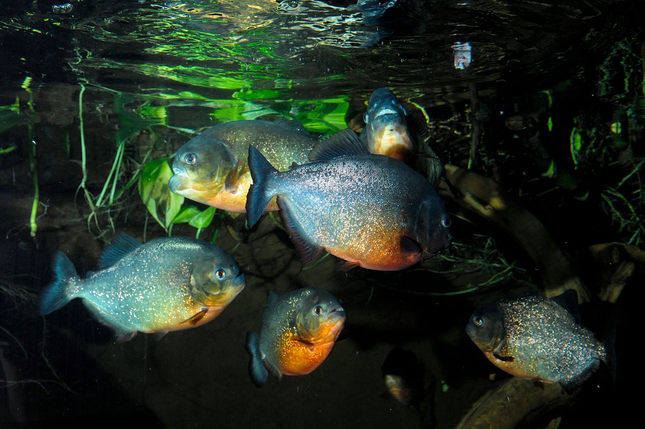 The Truth About Piranhas South America S Most Misunderstood Fish Deep Sea World