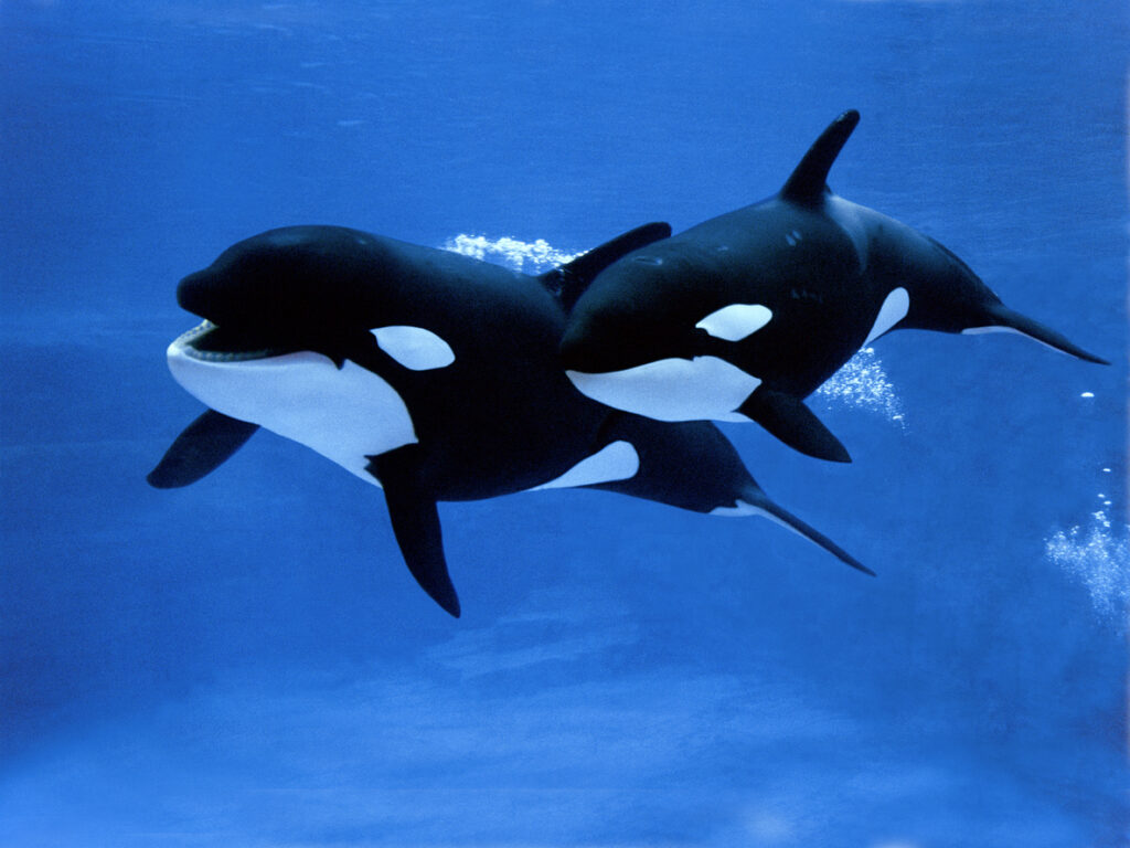 6 Amazing Examples of Sea Life Found in Scottish Waters