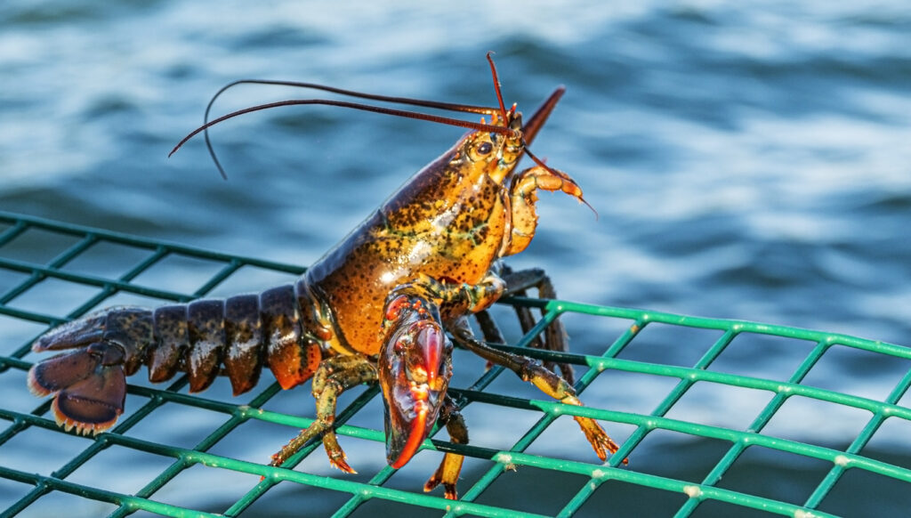 Sustainable Seafood: Lobster off the Menu?