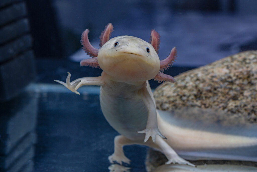 23 Axolotl Facts For Kids