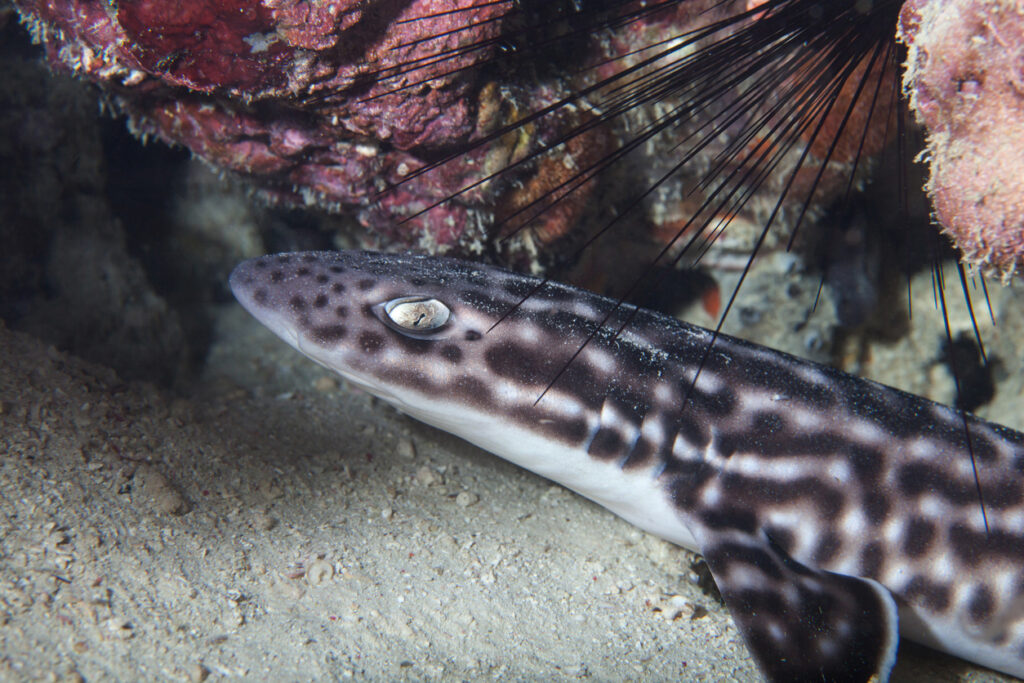 Welcome our Lesser Spotted Catsharks!