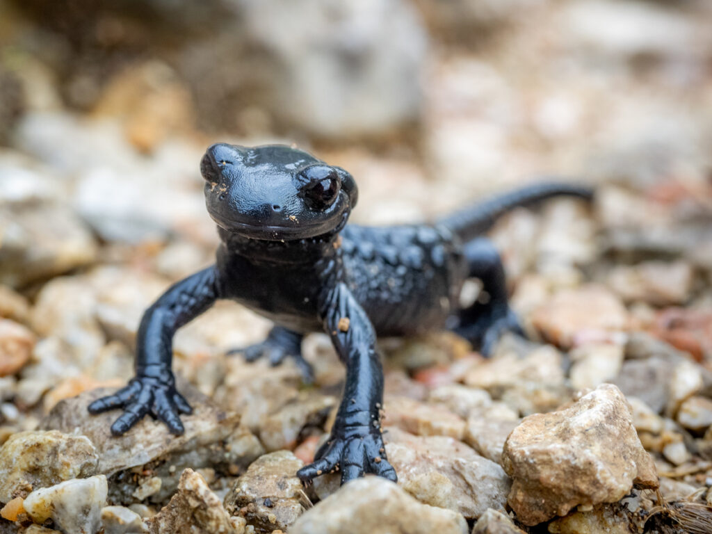 What are the Key Differences Between Newts & Salamanders?