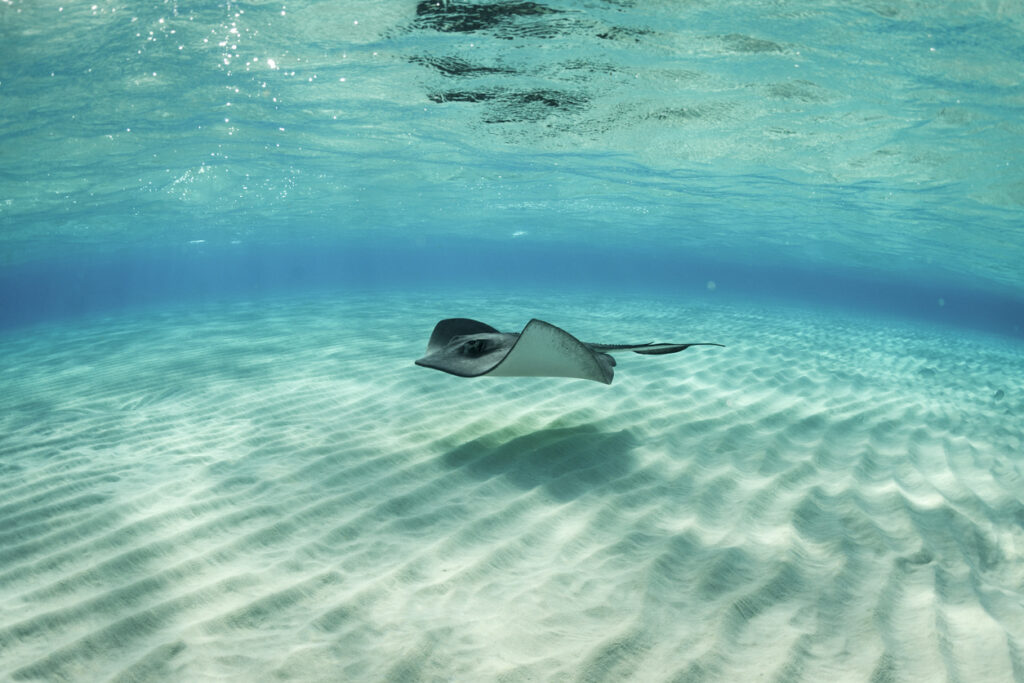 What are the Key Differences Between Venomous and Poisonous Animals?