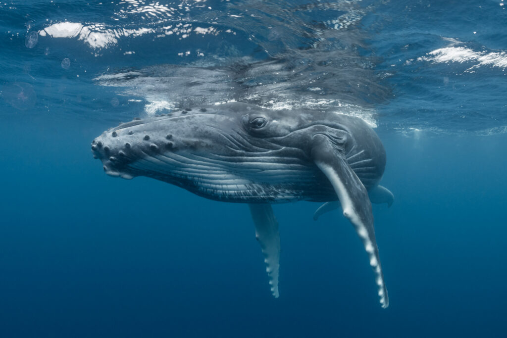 Everything You Need to Know About Whales