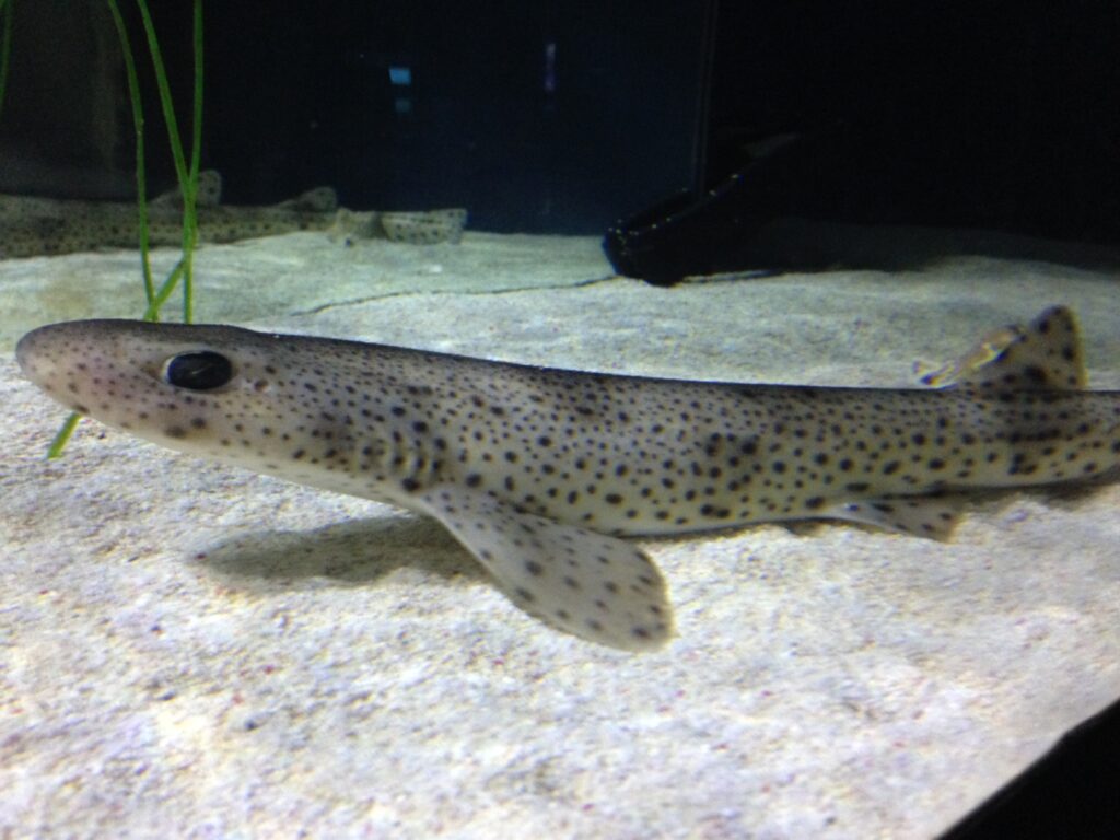Lesser Spotted Catshark