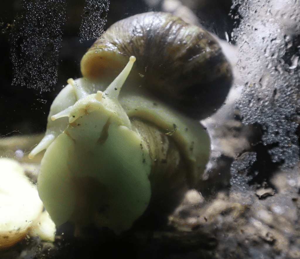 African Land Snail