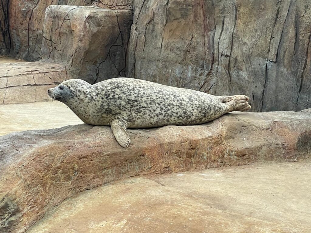 Seal