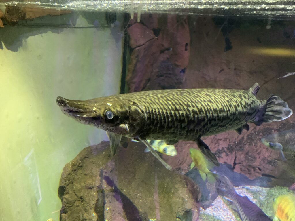 Alligator Gar