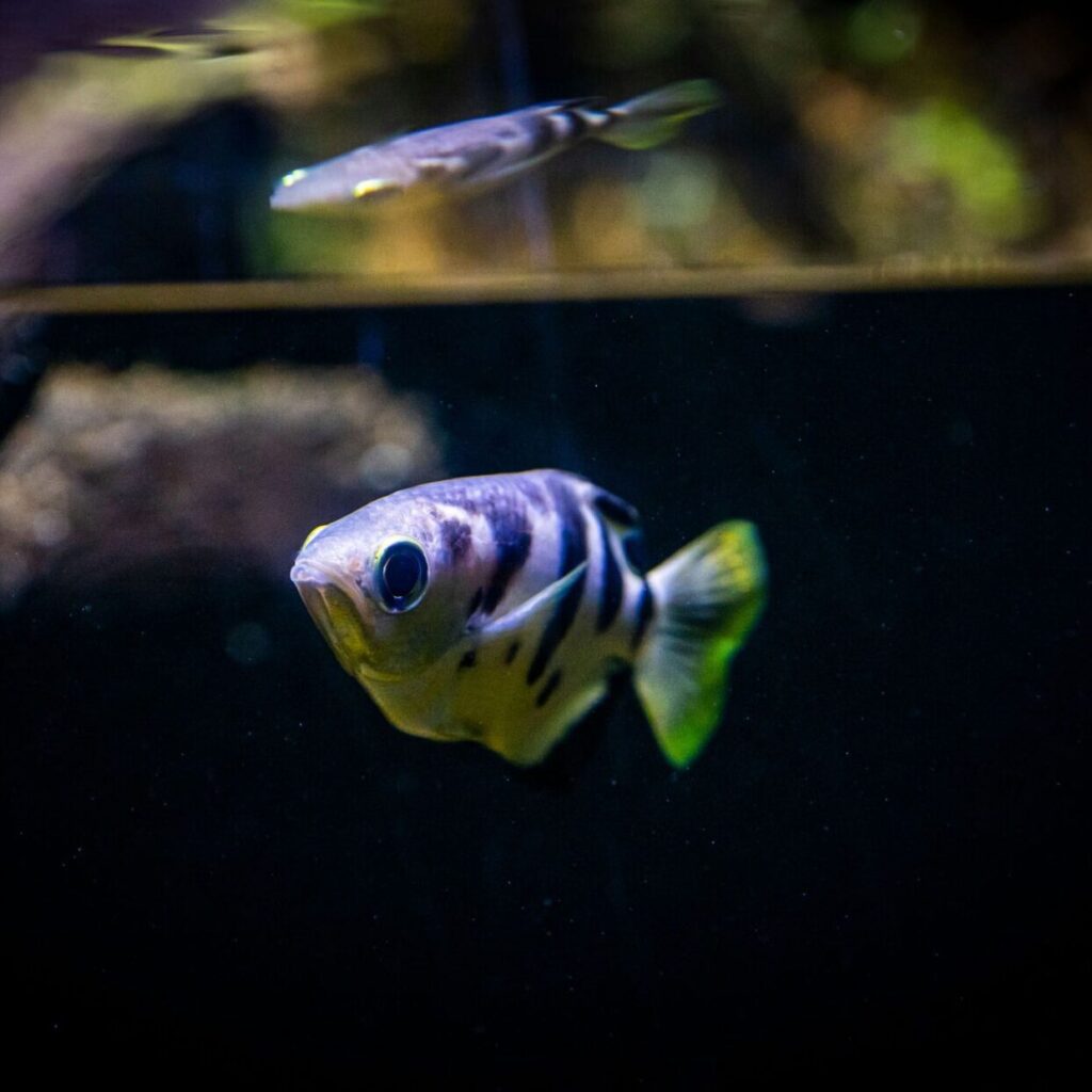 Archerfish