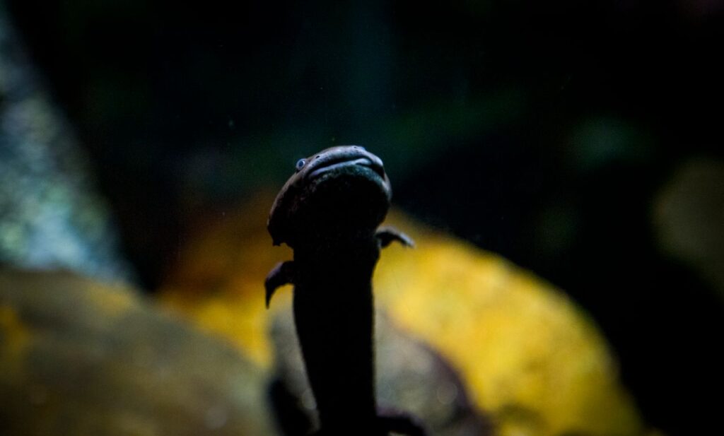 Axolotl