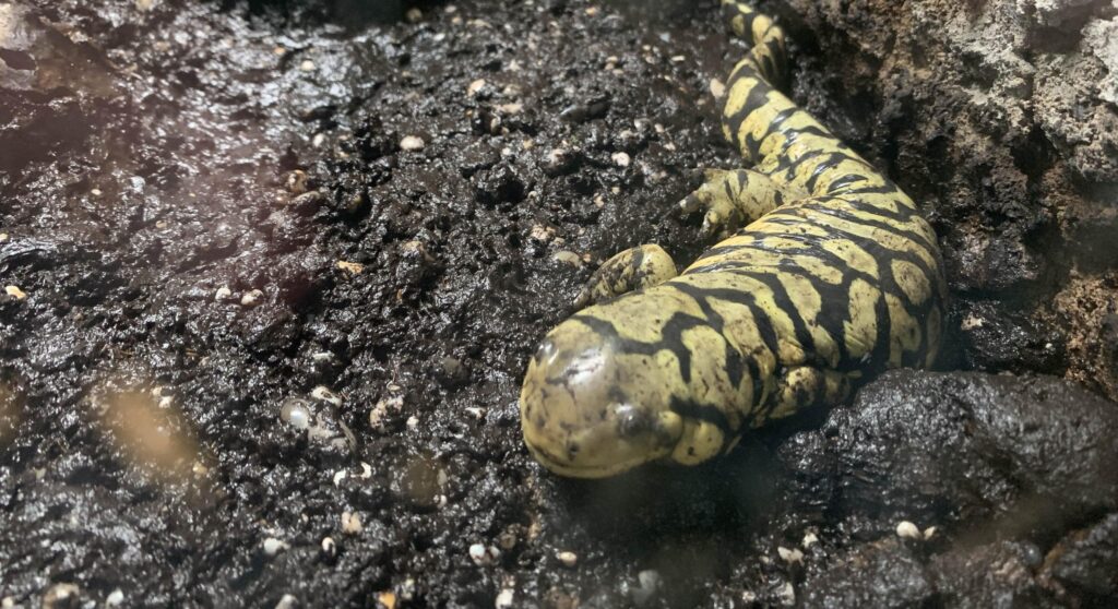 Barred Tiger Salamander