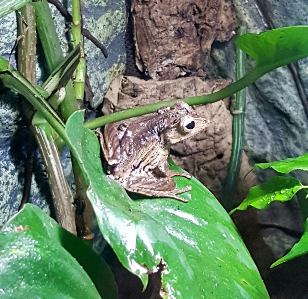 Borneo Eared Tree Frogs